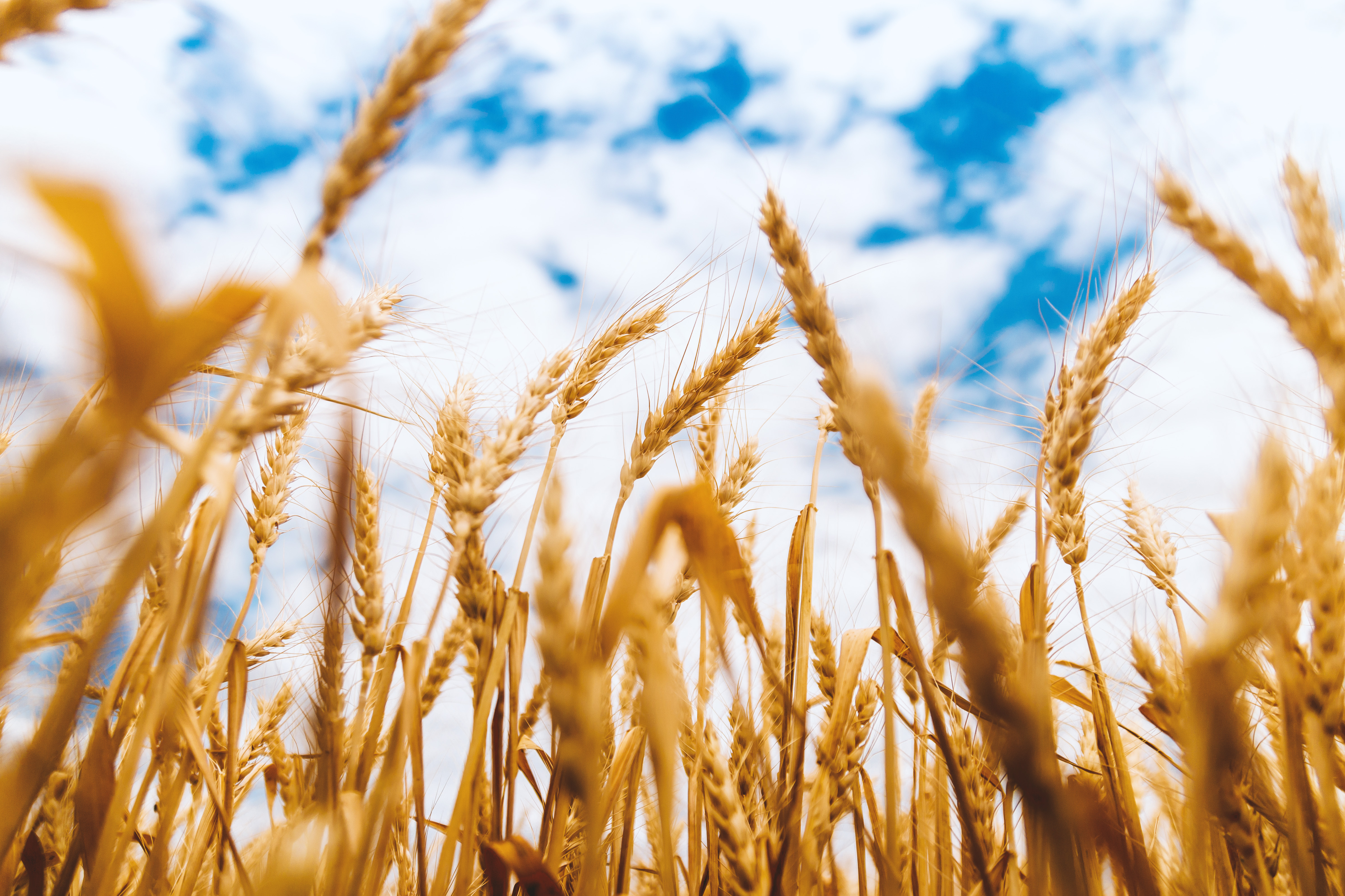 Пшеничный фон. Пшеница. Пшеничное поле. Пшеница фон. Зерновые культуры.